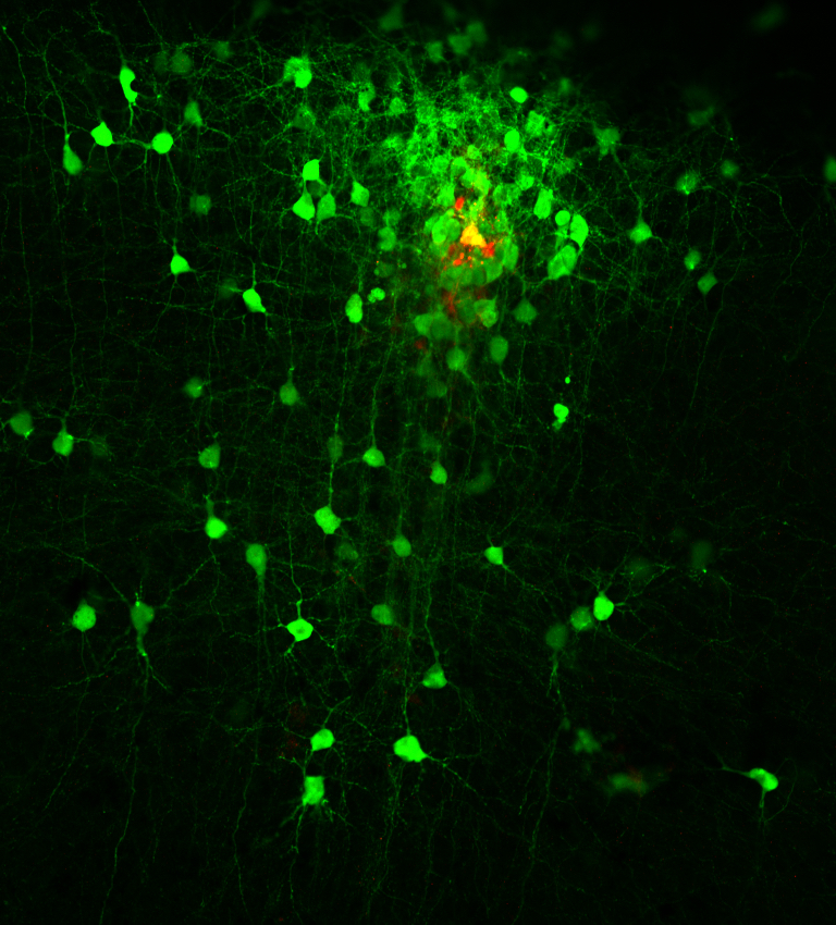 Trans-synaptic viral tracing to label monosynaptic input neurons (Green) to a single neuron (Red) in the rat visual cortex  