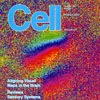 The Feldheim lab's research was featured on the cover of Cell, Oct. 2, 2009