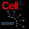 Sullivan laboratory research on mitosis, damaged chromosomes and their relationship to tumorigenesis—on the cover Cell, January 22, 2010