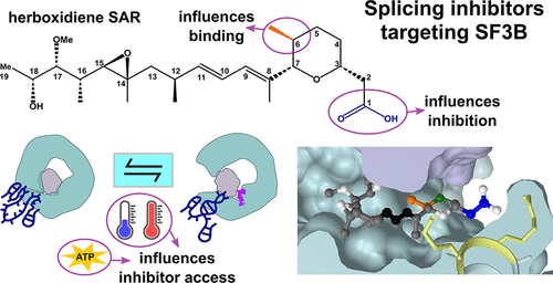 Herboxidiene Features That Mediate Conformation-Dependent SF3B1 Interactions to Inhibit Splicing-Gamboza et. al