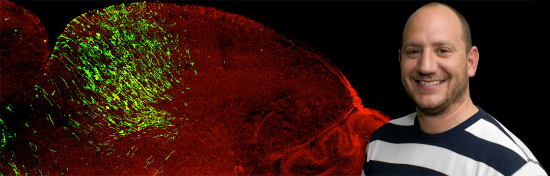 The Feldheim conducts research on mammalian brain development