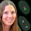 Laura Gaydos, a graduate student in the Strome lab, traced markers of gene repression through cell division and showed that both sperm and eggs transmit a memory of gene repression to embryos. She has taken a postdoctoral researcher at Fred Hutchinson Cancer Research Center.